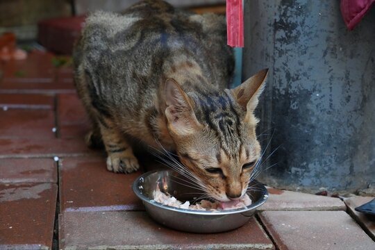Local street cat at Hong Kong Causeway Bay street market, eating fresh fish pieces from a bowl.