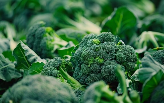 An abundance of fresh, nutrient-dense broccoli florets flourishing in a well-tended garden, showcasing the vegetable's dense texture and deep green hues.