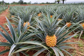 Obraz premium The Pineapple Field Abundant Pineapples Framed by Spiky Blue Green Leaves
