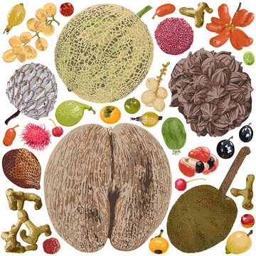 A set of many detailed fruits on a white background.