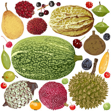 A set of many detailed fruits on a white background.