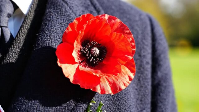Close-up of vibrant red poppy flower pinned to a dark blue suit jacket, a symbol of remembrance and respect.