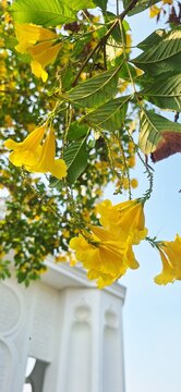 ​Beautiful vibrant yellow elder flowers (Tecoma stans) blooming against a clear blue sky background with lush green leaves.