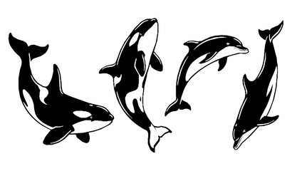 Fototapeta premium Dynamic orca killer whale and dolphin swimming jumping breaching marine wildlife black white vector set
