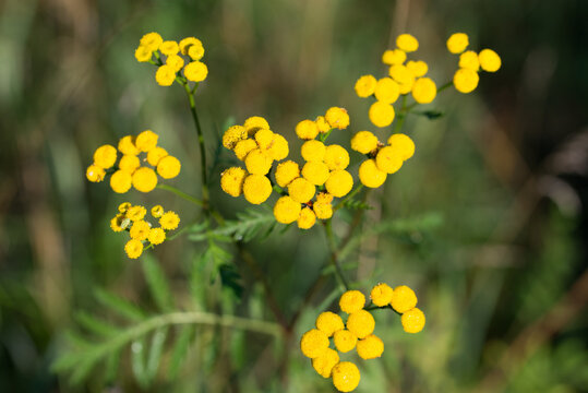 common tansy,
Tanacetum vulgare yellow summer flowers closeup selective focus