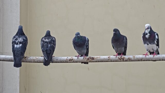 A row of five wild rock dove pigeons sitting in a line on a metal pipe, concept of waiting line layout, social hierarchy order, urban wildlife fauna and animal behavior exploration