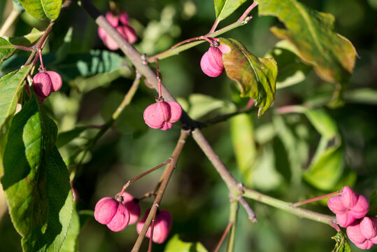 common spindle
Euonymus europaeus fruits closeup selective focus