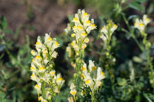 common toadflax,
Linaria vulgaris yellow flowers closeup selective focus