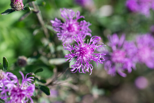 brown knapweed, Centaurea jacea, summer flowers closeup selective focus