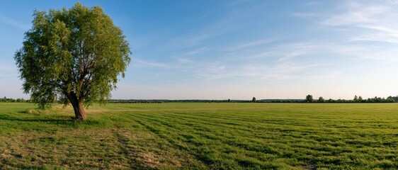 Naklejka premium The Lone Tree on a Vast Open Field under a Clear Blue Sky