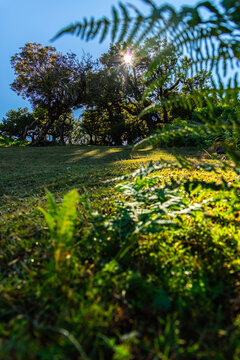 Bright sunburst shines through ancient laurel trees over a lush green hill with wild fern fronds in foreground at scenic Fanal Forest landscape in Madeira.