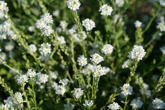 hoary alyssum,
Berteroa incana white flowers closeup selective focus