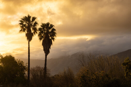 silhouette of palm trees against dramatic sunset clouds