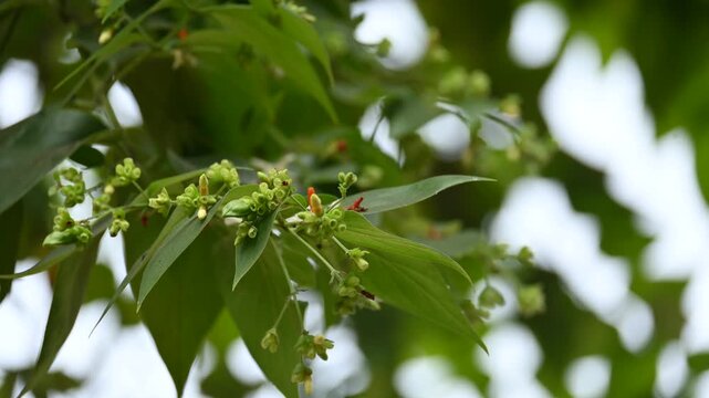 Nyctanthes arbor tristis plant. Its other name is night blooming jasmine, tree of sorrow flower, coral jasmine and shiuli. Harsingar or parijat plant.
