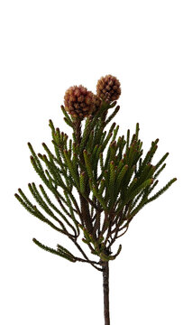 Single green brunia stem with closed cone-like buds isolated on a white background