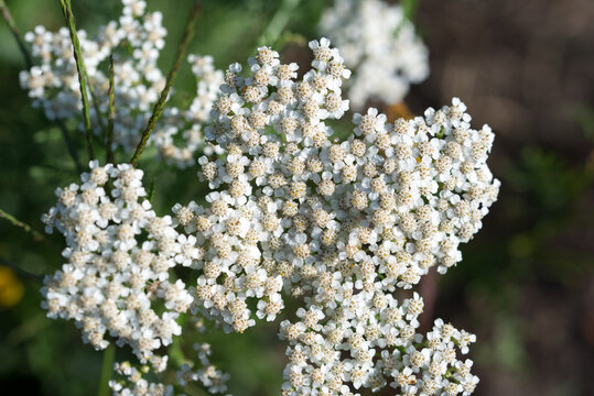  common yarrow, Achillea millefolium white flowers closeup selective focus