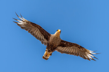 Fototapeta premium Crested Caracara (Caracara plancus) in flight Against Blue Sky. Patagonia Chili.