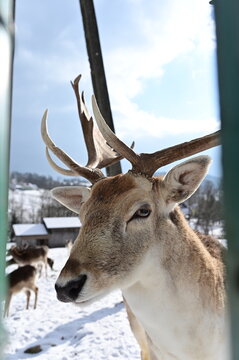 Close Up Profile of Male Fallow Deer with Large Antlers in Winter. A close-up portrait of a male fallow deer with impressive branched antlers behind a wire fence in winter. 