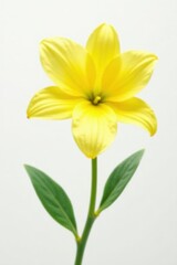 Fototapeta premium Vibrant yellow bloom, pristine white backdrop, blossom, bloom, bloom