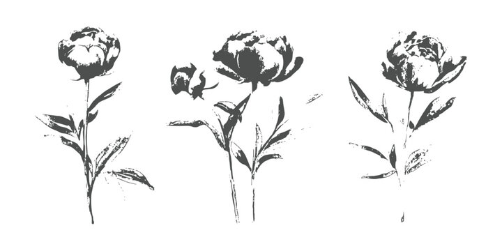 Vintage distressed monochrome floral set of peony flowers with leaves vector illustration for elegant retro graphic design.