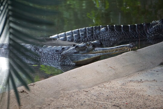 A gharial or gavial (Gavialis gangeticus), an Indian crocodile with a long snout full of sharp teeth, rests on the Ganges riverbank in India.