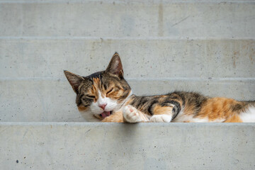 Tricolor cat relaxing on concrete stairs. © Anastazja
