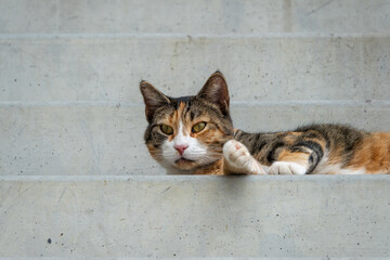 Tricolor cat lying on stairs looking at camera. © Anastazja