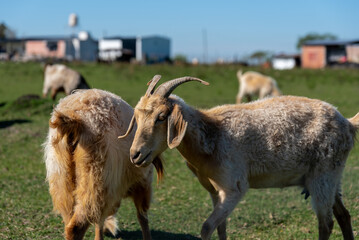 Side profile of a domestic goat grazing in a herd on green pasture © MatiasLeonel