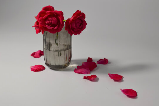 Red roses in glass vase with petals and dramatic shadows