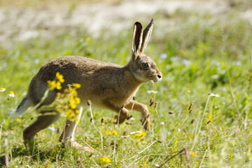 A hare hops through the grass, yellow flowers in a wildflower meadow  a brown hare with large ears runs among wildflowers  a wild hare in the sunshine  Leporidae © Rebecca