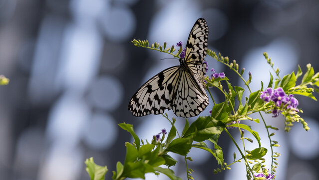 Close up of tree nymph butterfly Idea leuconoe resting on purple flowers with beautiful bokeh background