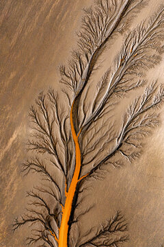 drone image of natural tree-like pattern carved into the mudflats by the high speed ebb and flow of tidal bores and is been filled by tide water., the root is been filled by tide