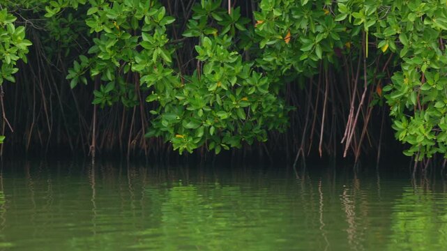 Mangroves view from the water, mangrove forest ecosystem. Mangrove trees are representatives of the genus Rhizophora, Rhizophora with characteristic aerial stilted roots immersed in water.