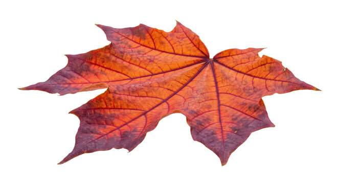 Vibrant autumn maple leaf displays intricate veins and rich red-orange hues