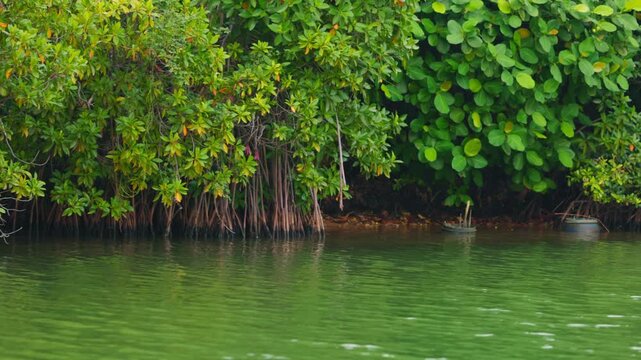 Mangroves view from the water, mangrove forest ecosystem. Mangrove trees are representatives of the genus Rhizophora, Rhizophora with characteristic aerial stilted roots immersed in water