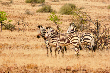 mountain zebras, Equus zebra, watch carefully 632  © meyblume