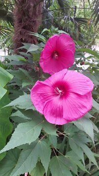 Hibiscus des marais, plante vivace de la famille des Malvac&eacute;es