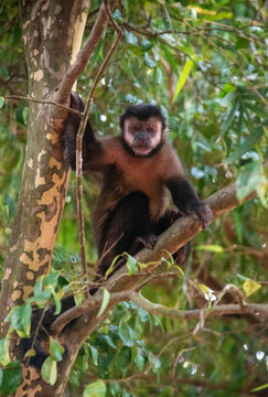Wild capuchin monkey perched on a branch in jungle