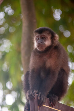 Wild capuchin monkey perched on a branch in jungle