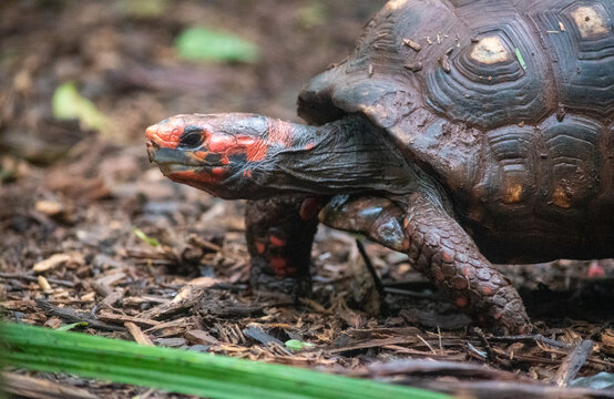 Red footed tortoise walking on forest ground in jungle
