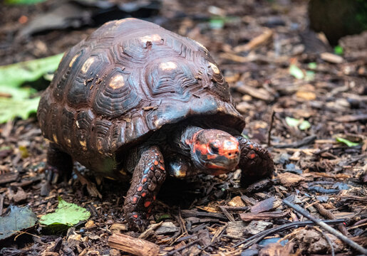 Red footed tortoise walking on forest ground in jungle