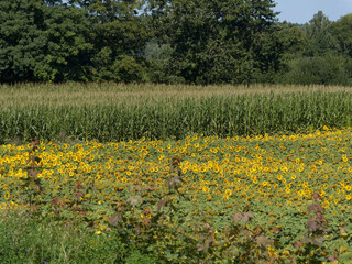 Obraz premium Bright sunflowers and tall corn grow together in a field during a sunny day