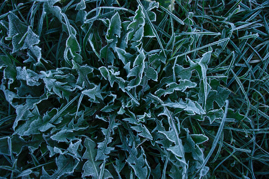 Dark green dandelion leaves covered in frost on a cold autumn morning