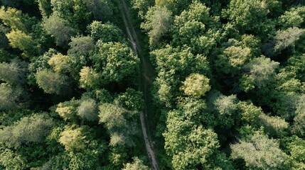 Naklejka premium The Forest Canopy Aerial View Following a Narrow Winding Path Through Trees