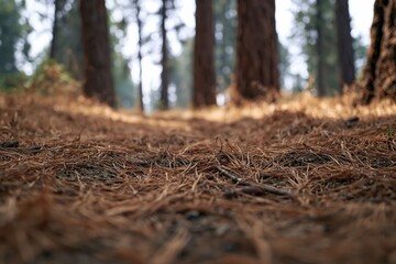 Naklejka premium The Pine Needle Forest Floor in a Quiet Sunlit Woodland Pathway