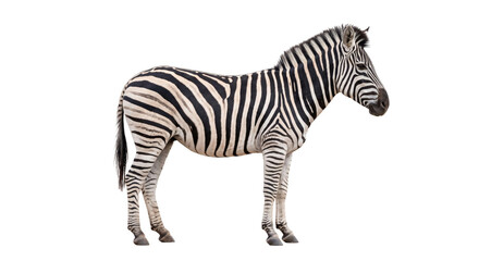 Naklejka premium Side profile of a zebra with distinctive black and white stripes on a plain background