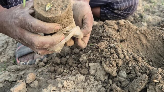 Farmer Hands Removing Plastic Polybag from Papaya Sapling Base Video