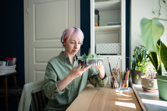 Pink haired woman inspects zamioculcas cuttings while listening through headphones near sunny window, combining home gardening, plant propagation, focused nurturing and peaceful wellness routine.