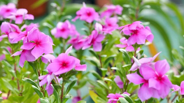 Pink periwinkle swaying in the wind_06