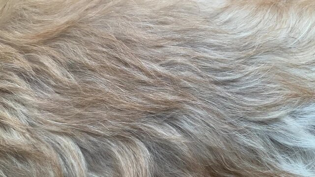 Commercial 4K footage with a smooth camera pan across soft golden tan and silver-gray Shih Tzu dog fur in bright natural light. Perfect motion texture for pet grooming, veterinary, and animal health.